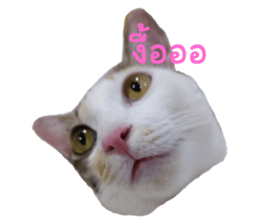 568809975