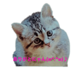 568838806