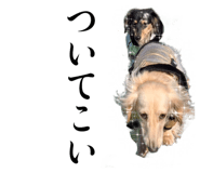568882730