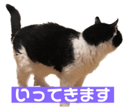 569145436