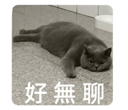 569263356