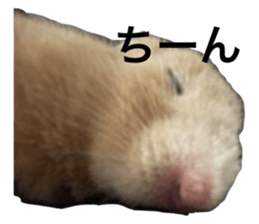 569274005