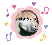 569296433