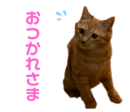 569406501