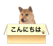 569977507