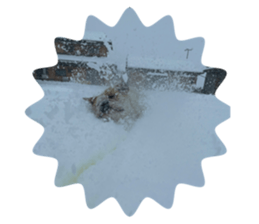 572272657