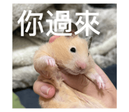 572767731