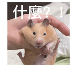 572767756