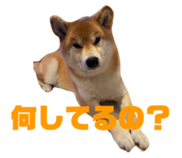 572783113