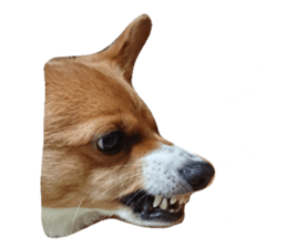 57294615