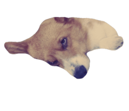 57294623