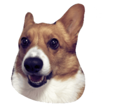 57294625