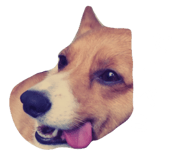 57294630