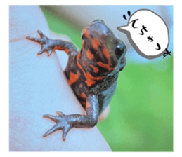 573038433