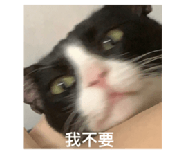 573235003