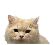 573345144