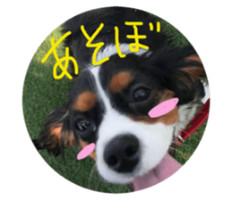 57353340