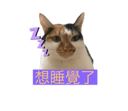 574324106