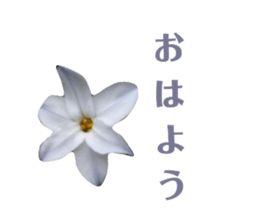 575309518