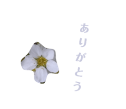 575309524