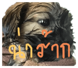 575327194