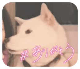 575361520