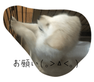 575535203