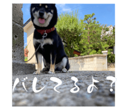 575539815