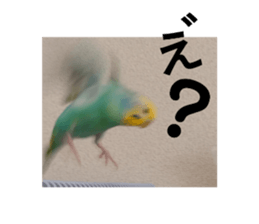 575966217