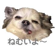 575969007