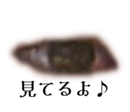 576526500