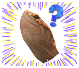 576528818