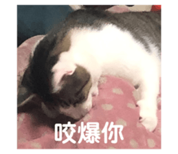 576557381