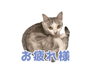 576586794