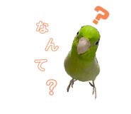 576591038