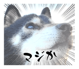 576728083