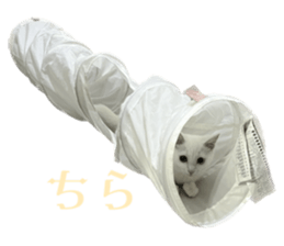 576892550