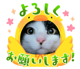 577185500