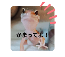 577676525