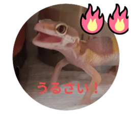 577676535