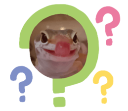 577676541