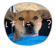 577944494