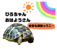 578272683