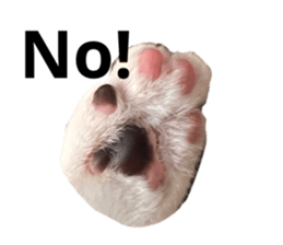 578360411