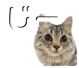 578621061