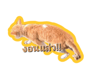 578694367