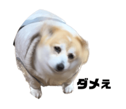 578819113