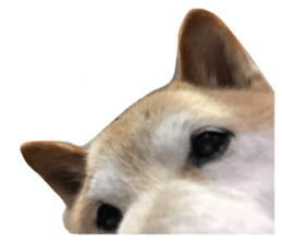 580300833