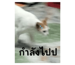 580776964