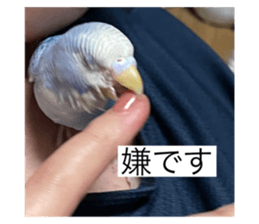 581151411